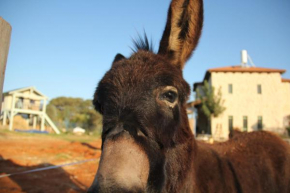 Donkeys & Sunshine